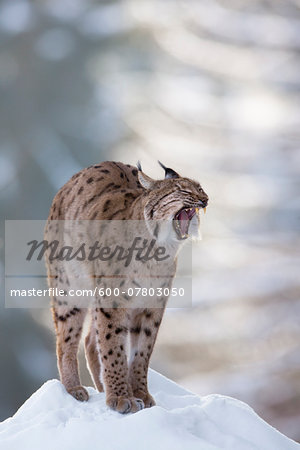 European Lynx (Lynx lynx) yawning in winter, Bavarian Forest National Park, Bavaria, Germany