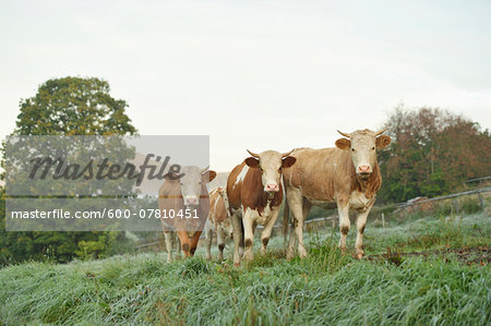 Cattle (Bos) Standing in Meadow on Early Morning in Autumn, Bavarian Forest National Park, Bavaria, Germany