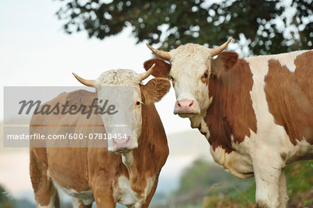 Cattle (Bos) Standing in Meadow on Early Morning in Autumn, Bavarian Forest National Park, Bavaria, Germany