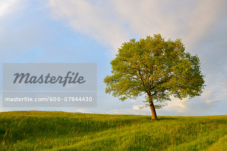 Meadow with Tree, Upper Bavaria, Bavaria, Germany