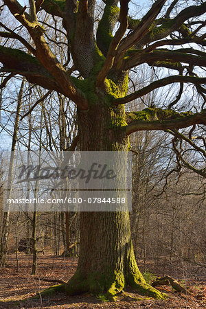 Old Oak Tree, Urwald Sababurg, Hofgeismar, Reinhardswald, Hesse, Germany