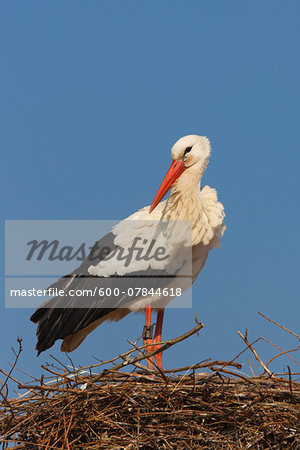 White Stork (Ciconia ciconia) Standing on Nest, Germany