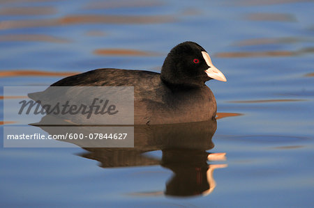 Portrait of Eurasian Coot (Fulica atra) on Water, Germany