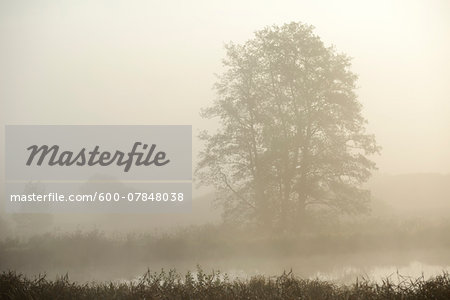 View of common alder (Alnus glutinosa) trees beside a small lake on an early, foggy morning in autumn, Upper Palatinate, Bavaria, Germany