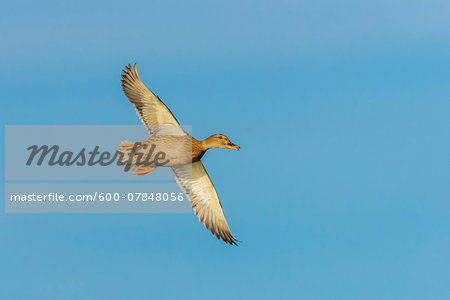 Mallard (Anas platyrhynchos) Female, flying against blue sky, Hesse, Germany, Europe