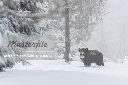 Wild boar (Sus scrofa), Tusker, in winter, Spessart, Bavaria, Germany, Europe