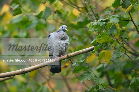 Feral Pigeon (Columba livia domestica) Perched on Branch in Autumn, Bavarian Forest National Park, Bavaria, Germany