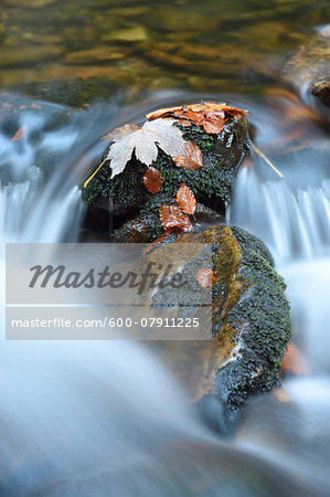 Close-up detail of rocks and autumn leaves with flowing waters of a river in autumn, Bavarian Forest National Park, Bavaria, Germany