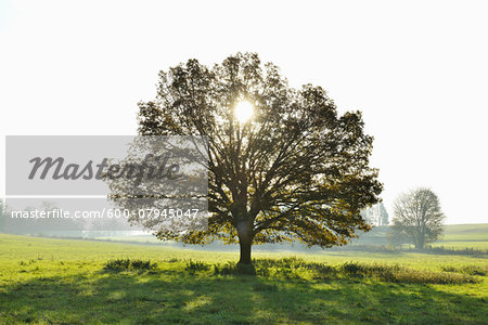 Oak Tree with Sun, Vogelsbergkreis, Hesse, Germany
