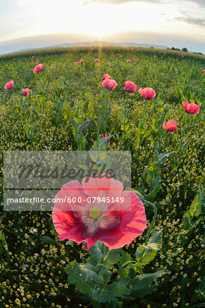 Close-up of Opium Poppy (Papaver somniferum) in field at Sunrise, Summer, Germerode, Hoher Meissner, Werra Meissner District, Hesse, Germany