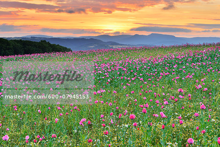 Opium Poppy Field (Papaver somniferum) at Sunrise, Summer, Germerode, Hoher Meissner, Werra Meissner District, Hesse, Germany