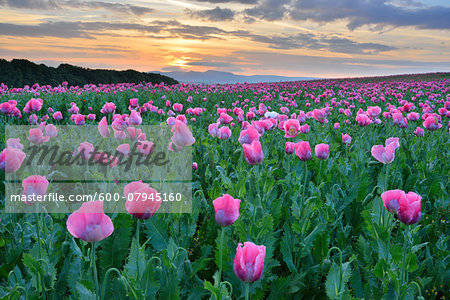 Opium Poppy Field (Papaver somniferum) at Sunrise, Summer, Germerode, Hoher Meissner, Werra Meissner District, Hesse, Germany Opium Poppy Field (Papaver somniferum) at Sunrise, Summer, Germerode, Hoher Meissner, Werra Meissner District, Hesse, Germany