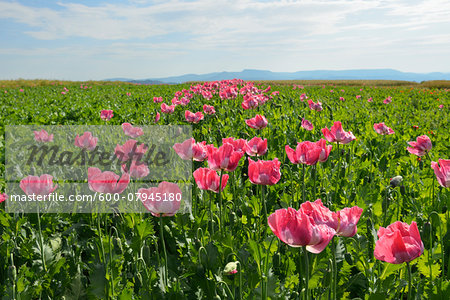 Opium Poppy Field (Papaver somniferum) Summer, Germerode, Hoher Meissner, Werra Meissner District, Hesse, Germany