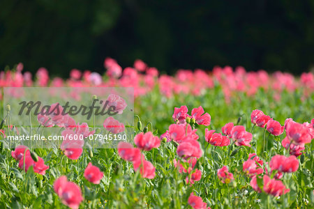 Close-up of Opium Poppy Field (Papaver somniferum) Summer, Germerode, Hoher Meissner, Werra Meissner District, Hesse, Germany