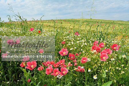 Opium Poppies (Papaver somniferum) and Chamomile (Matricaria chamomilla) in field, Summer, Germerode, Hoher Meissner, Werra Meissner District, Hesse, Germany