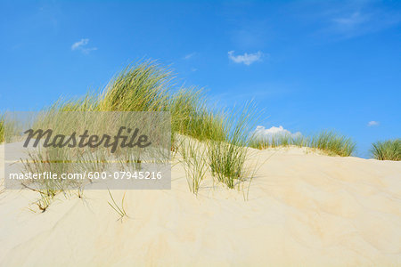 Dunes in Summer, Norderney, East Frisia Island, North Sea, Lower Saxony, Germany