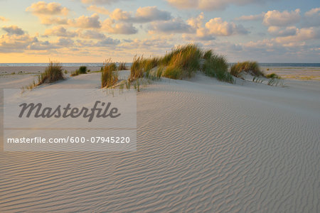 Dunes in Summer at sunset, Norderney, East Frisia Island, North Sea, Lower Saxony, Germany