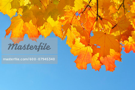 Close-up of Maple Tree, Leaves in Autumn, against blue sky, Bavaria, Germany