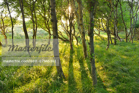 Birch Forest in the Dunes with Sun, Summer, Norderney, East Frisia Island, North Sea, Lower Saxony, Germany