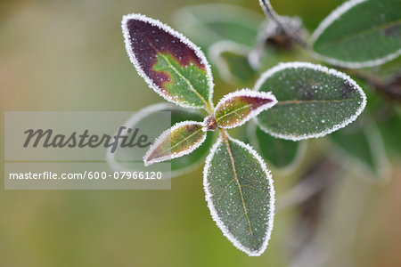 Close-up of Common Privet (Ligustrum vulgare) Leaves in Winter, Upper Palatinate, Bavaria, Germany