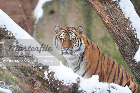 Portrait of Siberian Tiger (Panthera tigris altaica) in Winter, Germany Portrait of Siberian Tiger (Panthera tigris altaica) in Winter, Germany