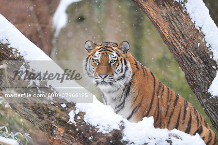 Portrait of Siberian Tiger (Panthera tigris altaica) in Winter, Germany