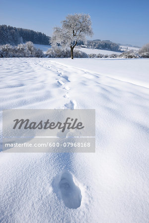 Low Angle View of Landscape with Footprints in Snow on Sunny Day in Winter, Upper Palatinate, Bavaria, Germany