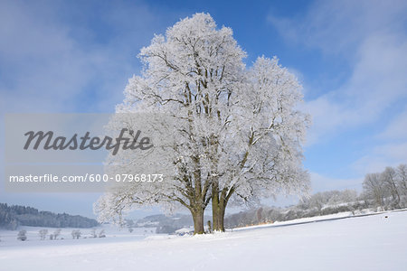 Landscape with Frozen Silver Lime (Tilia tomentosa) Trees on Sunny Day in Winter, Upper Palatinate, Bavaria, Germany