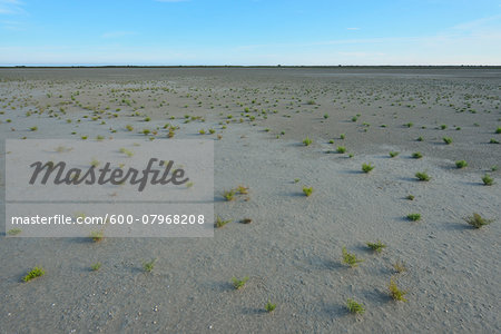 Dry Marshland with Common Glasswort (Salicornia europaea) in Summer, Digue a la Mer, Camargue, Bouches-du-Rhone, Provence-Alpes-Cote d'Azur, France