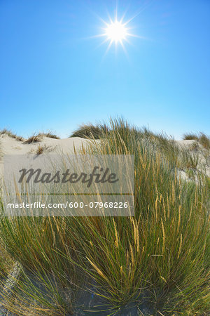 Close-up of Grass in Sand Dune with Sun in Summer, by Mediterranean Sea, Saintes-Maries-de-la-Mer, Camargue, Bouches-du-Rhone, Provence-Alpes-Cote d'Azur, France Close-up of Grass in Sand Dune with Sun in Summer, by Mediterranean Sea, Saintes-Maries-de-la-Mer, Camargue, Bouches-du-Rhone, Provence-Alpes-Cote d'Azur, France