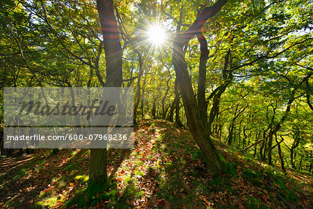 Forest with Sun, Boppard, Rhein-Hunsruck-Kreis, Rhineland-Palatinate, Germany