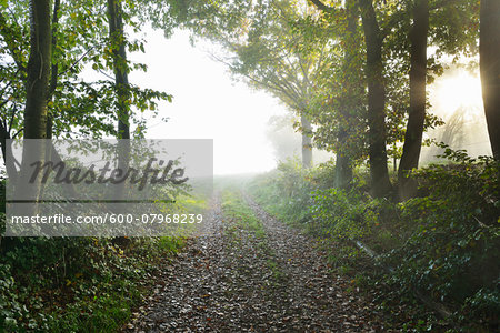 Forest Path with Morning Mist and Sun Rays, Holzfeld, Boppard, Rhein-Hunsruck-Kreis, Rhineland-Palatinate, Germany