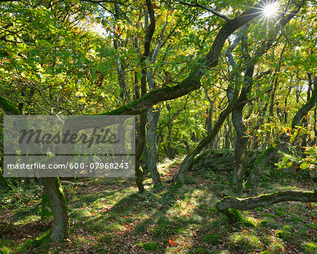 Oak Forest with Sun, Fleckertshohe, Boppard, Rhein-Hunsruck-Kreis, Rhineland-Palatinate, Germany