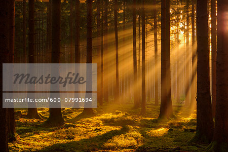 Spruce Forest in Early Morning Mist at Sunrise, Odenwald, Hesse, Germany