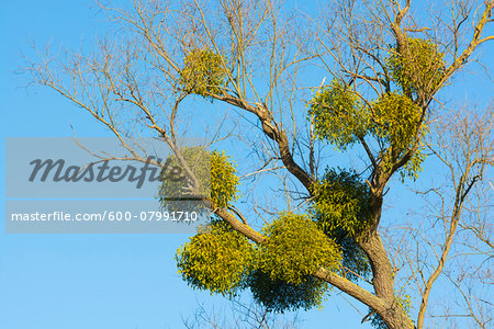 Common Mistletoe (Viscum album) on Tree Branch, Hesse, Germany