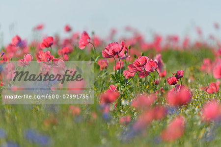 Close-up of Opium Poppy Field, Papaver somniferum, Summer, Germerode, Hoher Meissner, Werra Meissner District, Hesse, Germany