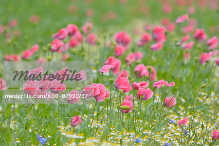 Close-up of Opium Poppy Field, Papaver somniferum, and Chamomile, Matricaria chamomilla, Summer, Germerode, Hoher Meissner, Werra Meissner District, Hesse, Germany