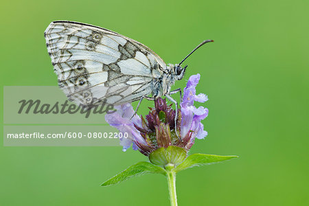 Marbled White (Melanargia galathea) Butterfly on Purple Flower, Bavaria, Germany