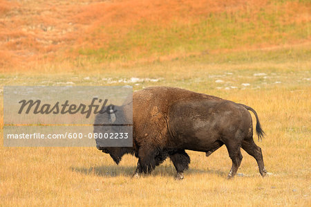 Bison (Bison bison) Bull in Yellow Grass in Autumn, Yellowstone National Park, Wyoming, USA