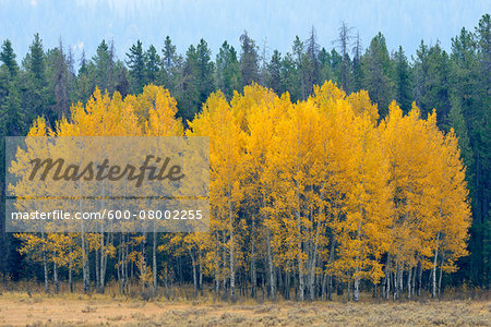 American Aspen Trees (Populus tremuloides) with Autumn Foliage, Grand Teton National Park, Jackson, Wyoming, USA