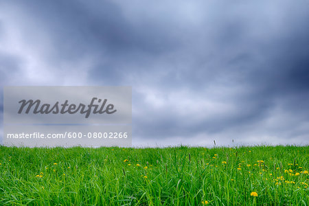 Meadow with Dandelions (Taraxacum officinale) and Dramatic Sky, Bavaria, Germany