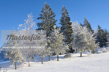 Landscape of Frozen Trees on Early Morning in Winter, Bavarian Forest, Bavaria, Germany