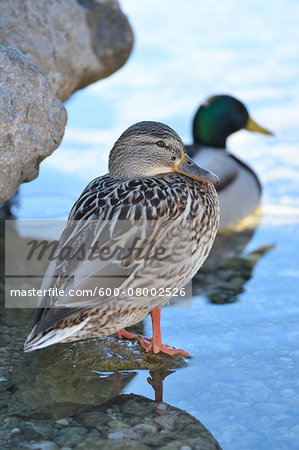 Close-up of a female mallard duck (Anas platyrhynchos) with a mallard drake in the background, at Lake Grundlsee in winter. Styria, Austria