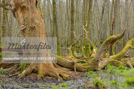Dead, Old Oak Tree and Black Alders (Alnus glutinosa) in Wetland, Early Spring, Hesse, Germany