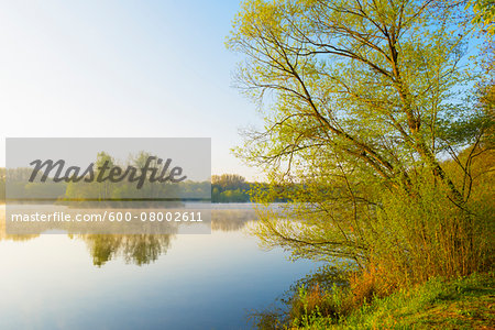 Lake with mist and Trees in Early Morning Light, Early Spring, Hanau, Erlensee, Germany