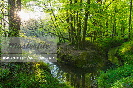 Beech tree (Fagus sylvatica) Forest and Brook in Spring, Hesse, Germany