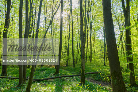 Beech tree (Fagus sylvatica) Forest in Spring, Hesse, Germany