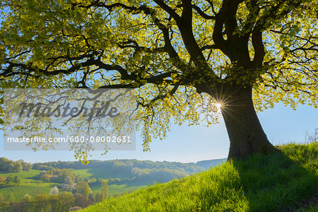 Old Oak Tree with sun and scenic view in Early Spring, Odenwald, Hesse, Germany Old Oak Tree with sun and scenic view in Early Spring, Odenwald, Hesse, Germany