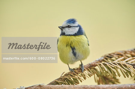 Close-up of Eurasian Blue Tit (Cyanistes caeruleus) in Early Spring, Styria, Austria