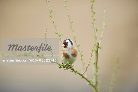 Close-up of European Goldfinch (Carduelis carduelis) in Early Spring, Styria, Austria